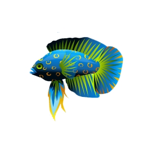 Black Friday Marine Betta